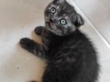 Uygun Verilecek Scottish Fold Ve British Shorthair