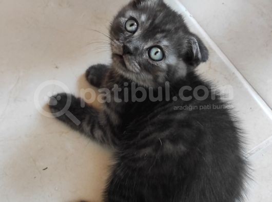 Uygun Verilecek Scottish Fold Ve British Shorthair görsel