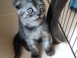 Uygun verilecek Scottish Fold Ve British Shorthair