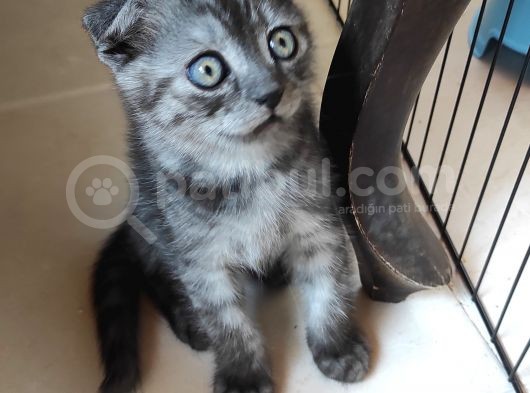 Uygun Verilecek Scottish Fold Ve British Shorthair