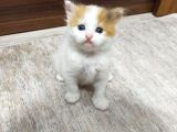 İran Kedi Sahiplendirme