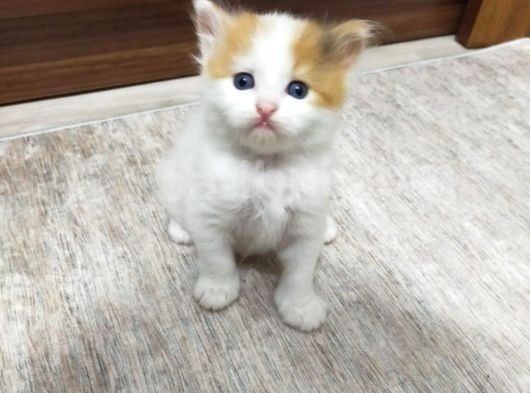 İran Kedi Sahiplendirme