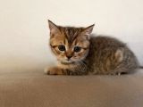 Black Golden Tabby