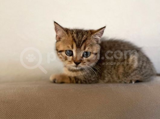 Black Golden Tabby