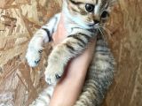 Black Golden Tabby