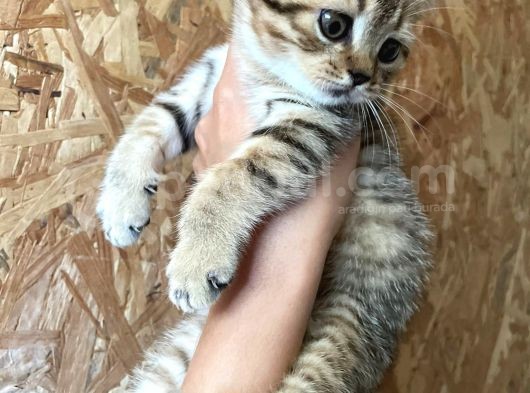 Black Golden Tabby görsel