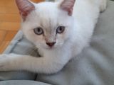 British Shorthair Yavru