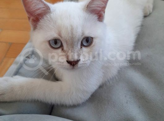 British Shorthair Yavru görsel