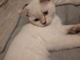 British Shorthair Yavru