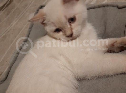British Shorthair Yavru görsel