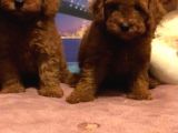 Show Kalite Redbrown Toy Poodle Yavrularımız