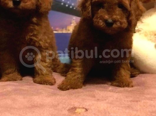 Show Kalite Redbrown Toy Poodle Yavrularımız