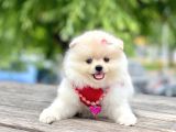 Safkan Pomeranian Boo Yavrular