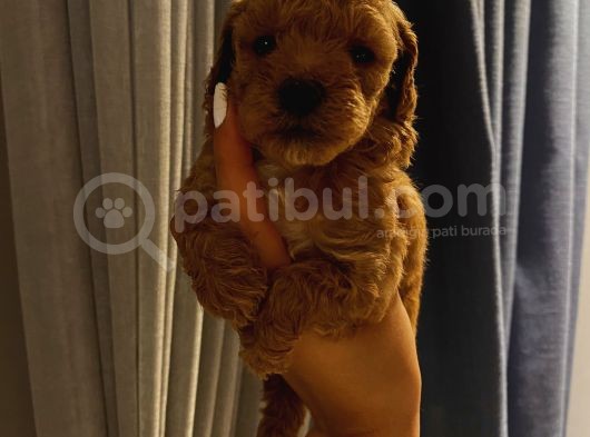 Dişi Erkek Toypoodle Yavrularımız görsel