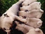 Kali̇teli̇ Pug Yavrularimiz Hazir