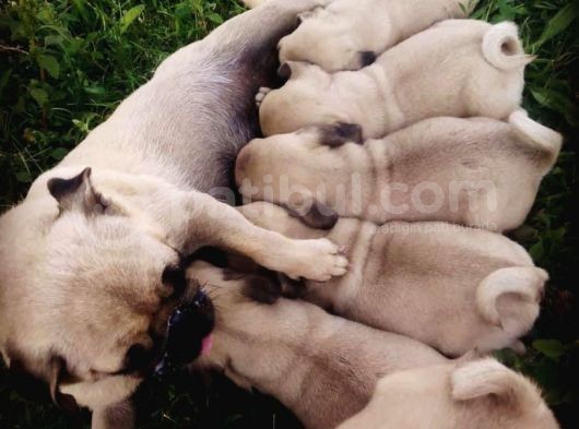 Kali̇teli̇ Pug Yavrularimiz Hazir görsel