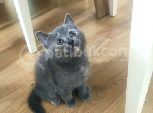 2 Aylık Yavrularımız Yeni Yuvasını Bekliyor görsel