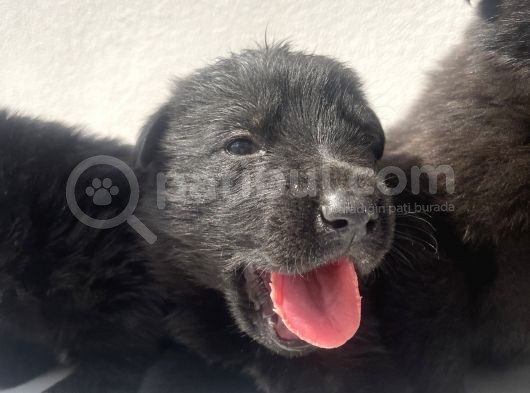 Kali̇teli̇ Mükemmel Black Soli̇dler Hazir görsel