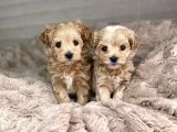 Dizayn Irk Sevimli Maltipoo Yavrular