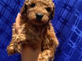 Dişi Ve Erkek Bebişlerimiz Toypoodle