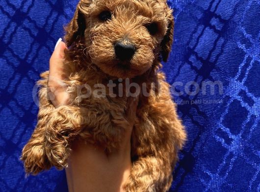 Dişi Ve Erkek Bebişlerimiz Toypoodle görsel