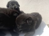 Kali̇teli̇ Mükemmel Black Soli̇dler Hazir
