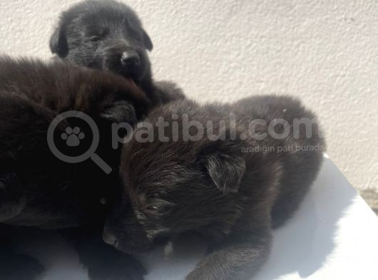 Kali̇teli̇ Mükemmel Black Soli̇dler Hazir görsel