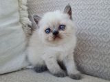 Dişi Scottish Fold Blue Bicolor