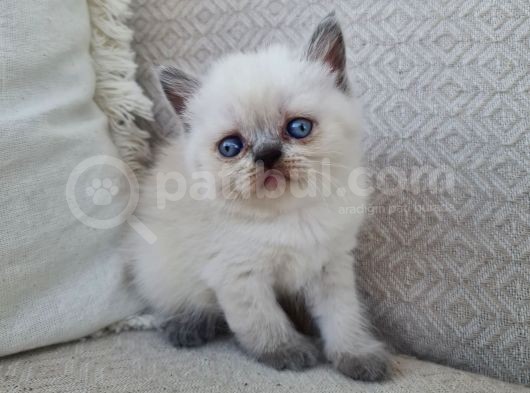 Dişi Scottish Fold Blue Bicolor görsel