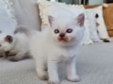 Dişi Scottish Fold Blue Bicolor