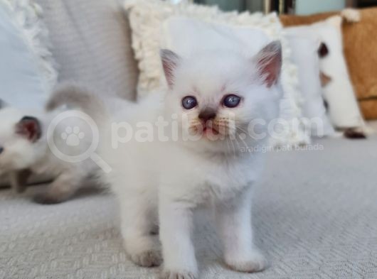 Dişi Scottish Fold Blue Bicolor görsel