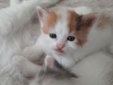 İran Kedi Sahiplendirme
