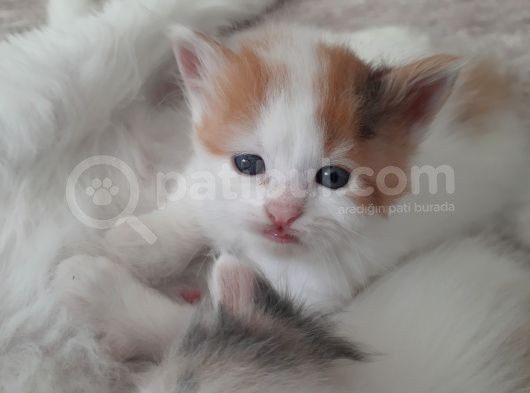 İran Kedi Sahiplendirme görsel