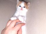 İran Kedi Sahiplendirme