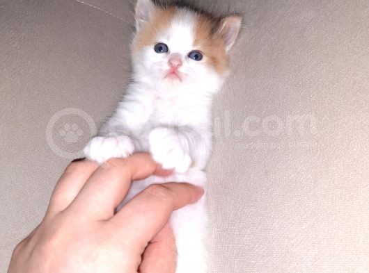 İran Kedi Sahiplendirme görsel