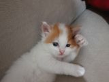 İran Kedi Sahiplendirme