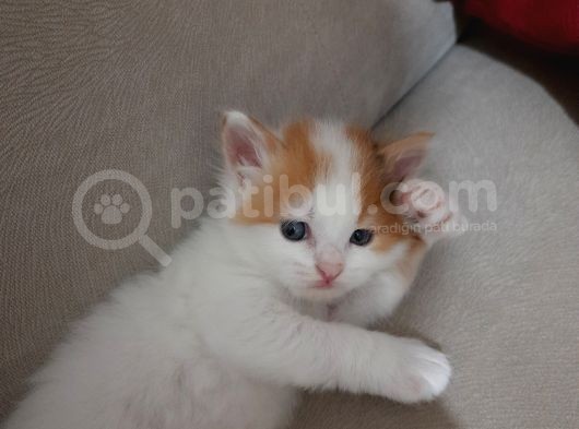 İran Kedi Sahiplendirme görsel
