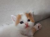 İran Kedi Sahiplendirme