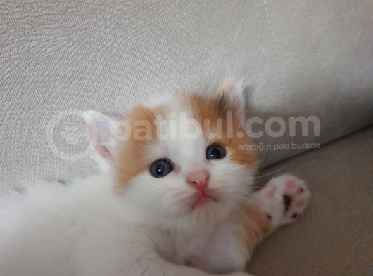 İran Kedi Sahiplendirme görsel