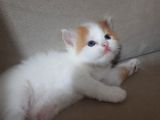 İran Kedi Sahiplendirme
