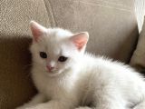 Safkan British Shorthair Yavrularımız