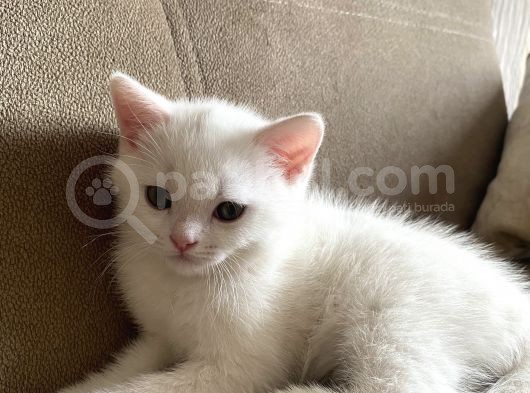 Safkan British Shorthair Yavrularımız görsel