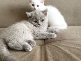 Safkan British Shorthair Yavrularımız