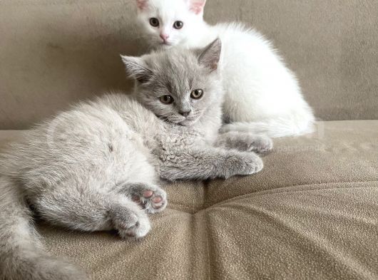 Safkan British Shorthair Yavrularımız görsel