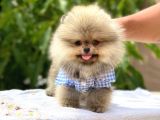 Pomeranian Boo Teddy Face Erkek Yavrumuz