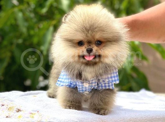 Pomeranian Boo Teddy Face Erkek Yavrumuz görsel