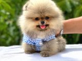 Pomeranian Boo Teddy Face Erkek Yavrumuz