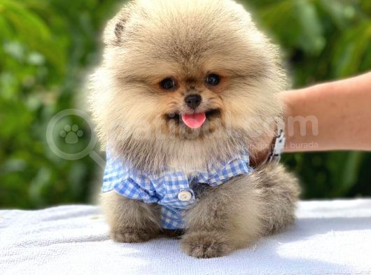 Pomeranian Boo Teddy Face Erkek Yavrumuz