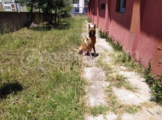 Dünya Tatlısı Yavrular görsel
