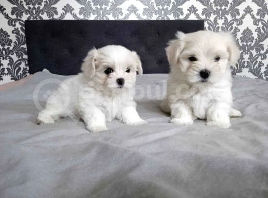 Büyümeyen Maltese Mini Boy Yavrular